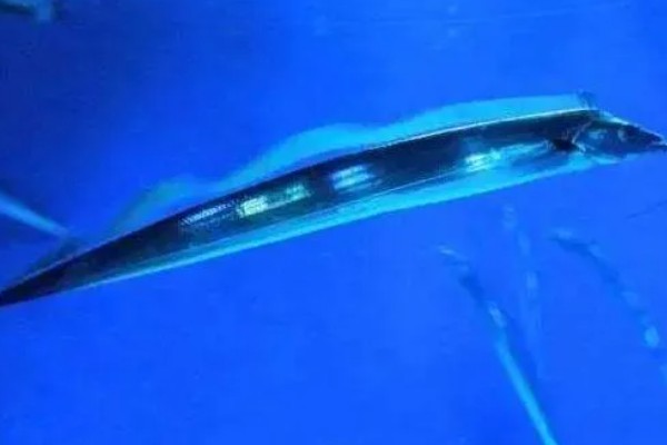 带鱼的生活水深,集中分布在60-100米的水层中