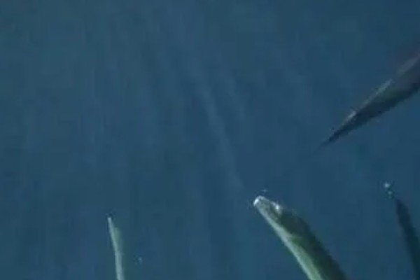 带鱼的生活水深,集中分布在60-100米的水层中