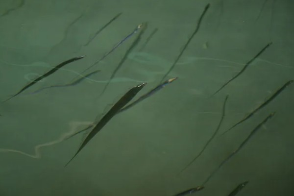 带鱼的生活水深,集中分布在60-100米的水层中