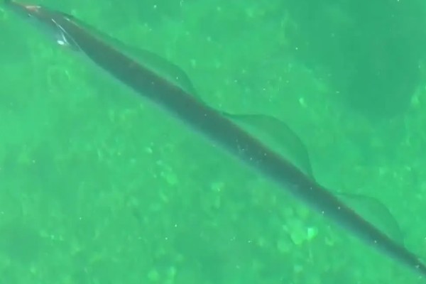 带鱼的生活水深,集中分布在60-100米的水层中