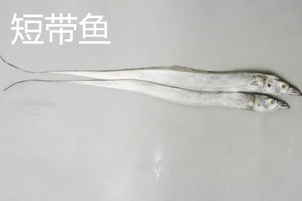 带鱼的生活水深,集中分布在60-100米的水层中