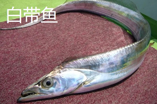 带鱼的生活水深,集中分布在60-100米的水层中