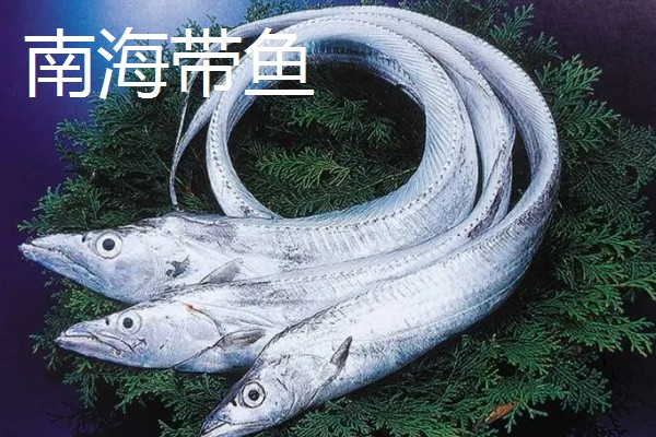 带鱼的生活水深,集中分布在60-100米的水层中