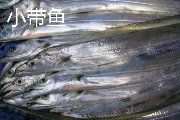 带鱼的生活水深,集中分布在60-100米的水层中