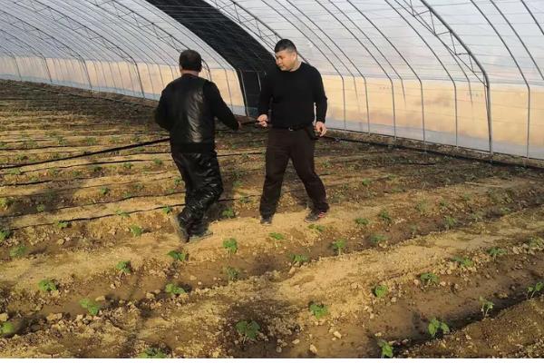 秋季大棚豆角的种植技术,一般在八月份种植
