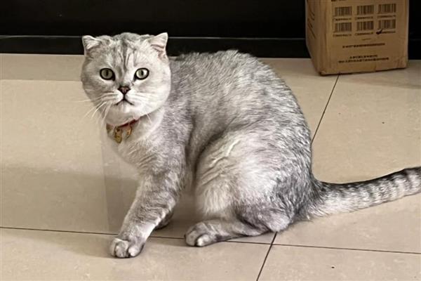 折耳猫的遗传病,骨骼遗传病为折耳