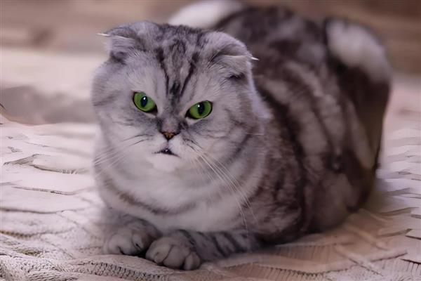 折耳猫的遗传病,骨骼遗传病为折耳