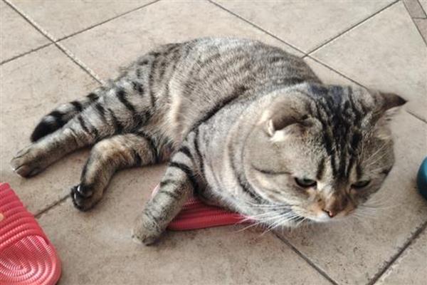 折耳猫的遗传病,骨骼遗传病为折耳