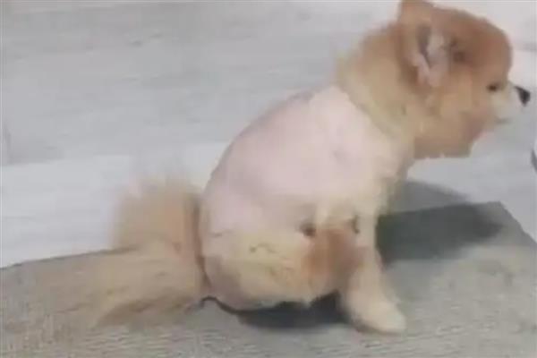 狗狗蹭屁股的原因，可能是便便沾到毛发上所致