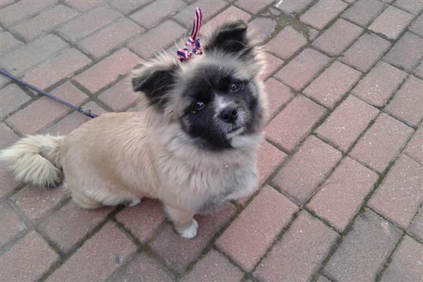 狗狗蹭屁股的原因，可能是便便沾到毛发上所致