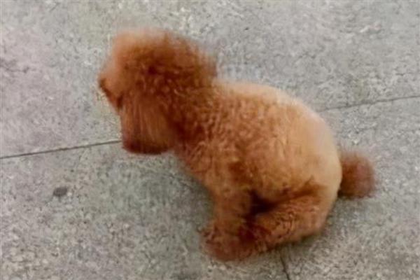 狗狗蹭屁股的原因，可能是便便沾到毛发上所致