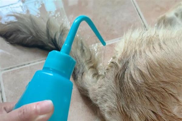 狗狗蹭屁股的原因，可能是便便沾到毛发上所致