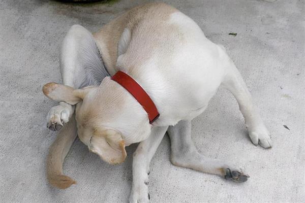 狗狗蹭屁股的原因，可能是便便沾到毛发上所致