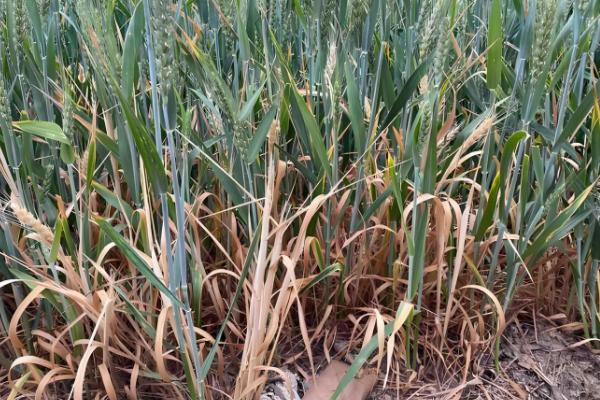 小麦根部叶子发黄的原因,可能是低温冻害所致