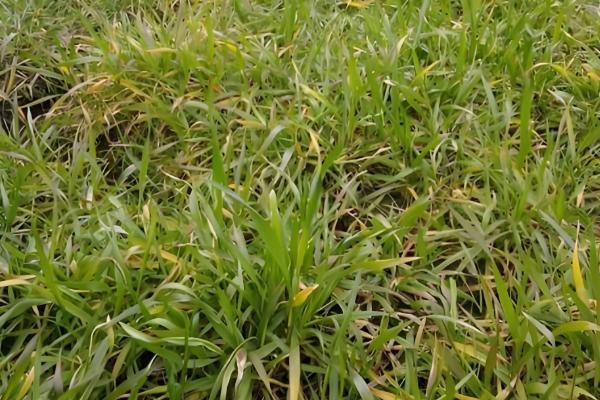 小麦根部叶子发黄的原因,可能是低温冻害所致