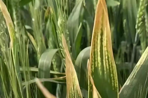 小麦根部叶子发黄的原因,可能是低温冻害所致