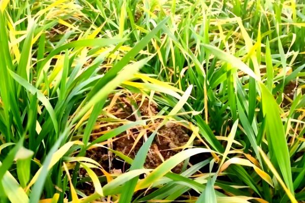 小麦根部叶子发黄的原因,可能是低温冻害所致