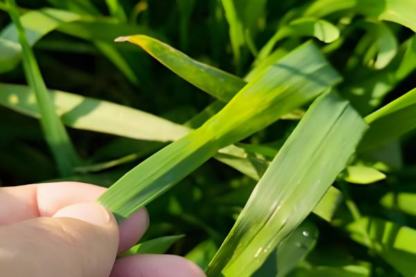 小麦根部叶子发黄的原因,可能是低温冻害所致