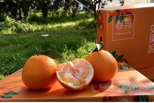 春见和丑橘有什么区别,成熟时间、果皮、果形均不同