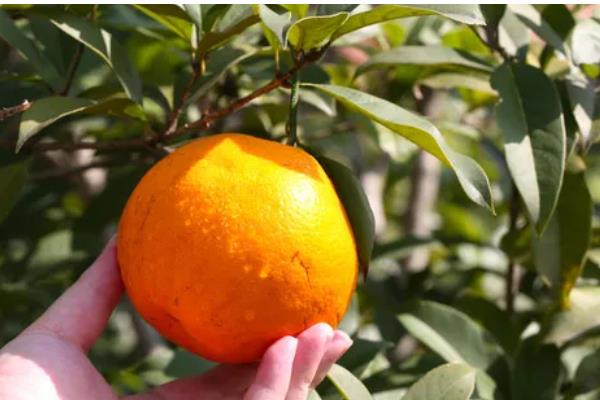 春见和丑橘有什么区别,成熟时间、果皮、果形均不同
