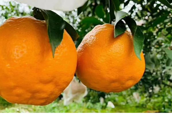 春见和丑橘有什么区别,成熟时间、果皮、果形均不同