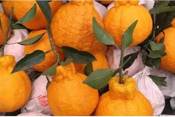 春见和丑橘有什么区别,成熟时间、果皮、果形均不同