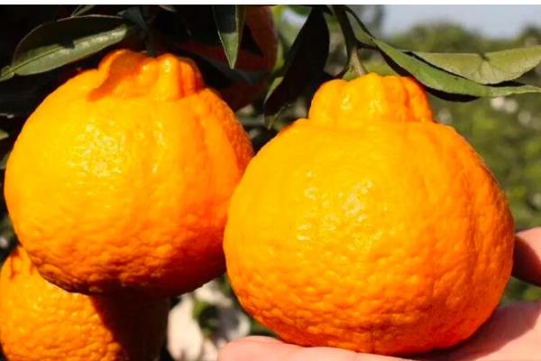 春见和丑橘有什么区别,成熟时间、果皮、果形均不同
