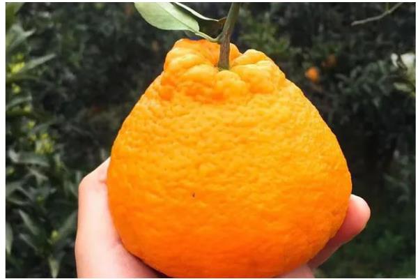 春见和丑橘有什么区别,成熟时间、果皮、果形均不同