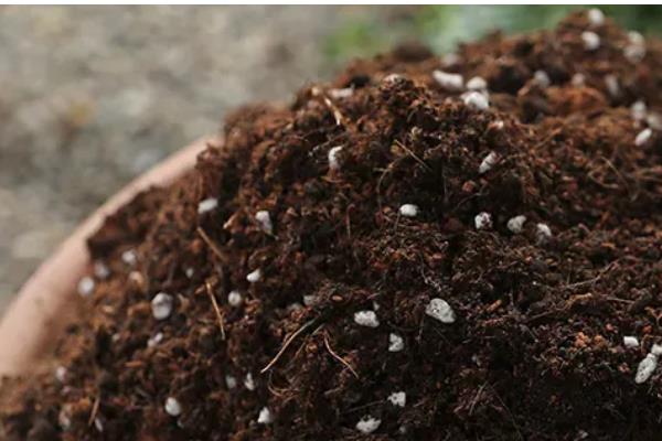 玫瑰吊兰怎么养殖,每天见光6小时以上