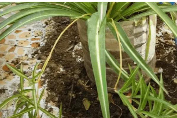 玫瑰吊兰怎么养殖,每天见光6小时以上