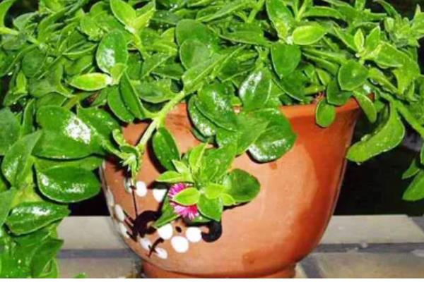 玫瑰吊兰怎么养殖,每天见光6小时以上