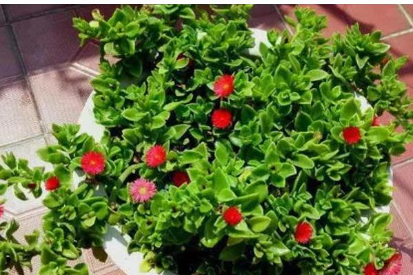 玫瑰吊兰怎么养殖,每天见光6小时以上