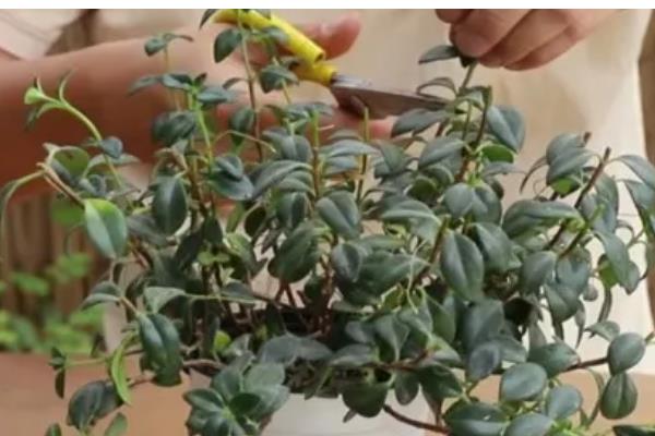 玫瑰吊兰怎么养殖,每天见光6小时以上