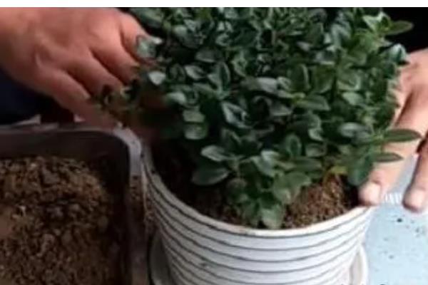 玫瑰吊兰怎么养殖,每天见光6小时以上