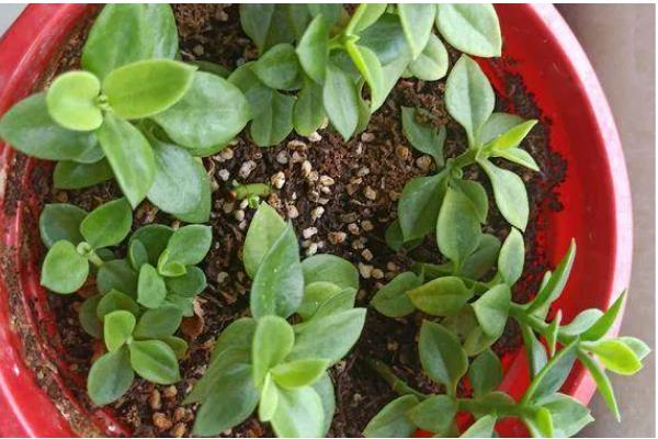 玫瑰吊兰怎么养殖,每天见光6小时以上