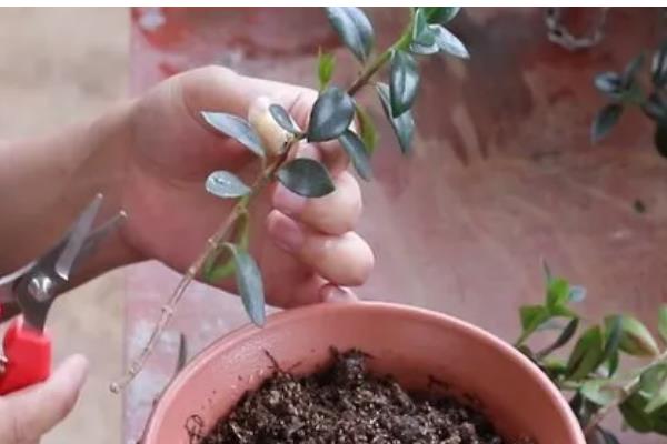 玫瑰吊兰怎么养殖,每天见光6小时以上