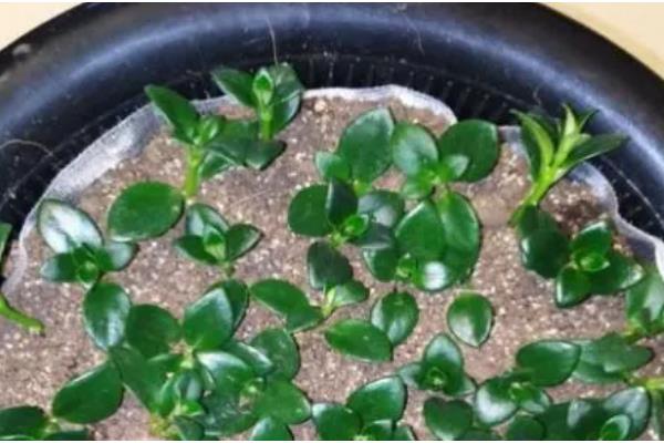 玫瑰吊兰怎么养殖,每天见光6小时以上