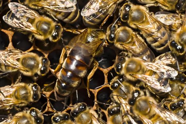 蜂王为什么不产卵,常见以下6个原因