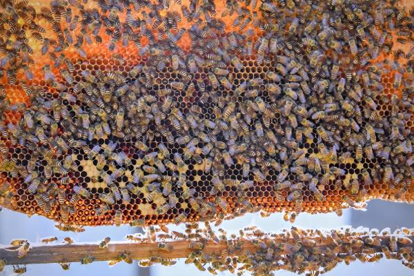 蜂王为什么不产卵,常见以下6个原因