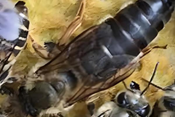 蜂王为什么不产卵,常见以下6个原因