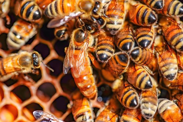 蜂王为什么不产卵,常见以下6个原因