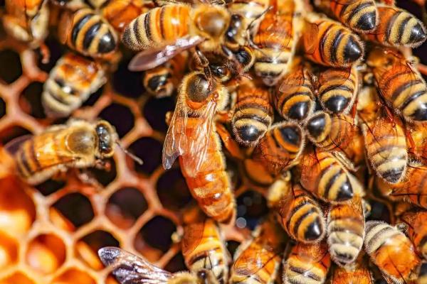 蜂王为什么不产卵,常见以下6个原因