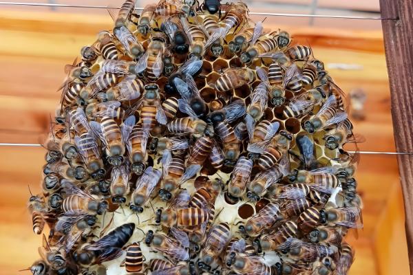 蜂王为什么不产卵,常见以下6个原因