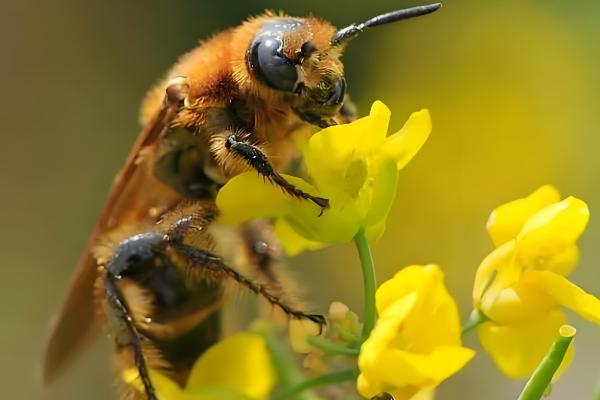 蜂王为什么不产卵,常见以下6个原因
