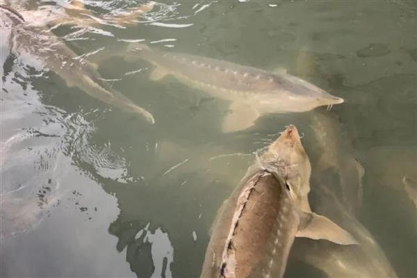 鲟鱼吃什么食物，成年后会捕食鱼虾、蟹类和软体动物