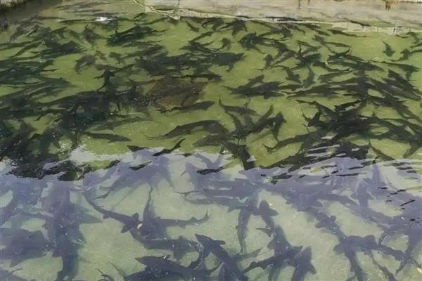 鲟鱼吃什么食物，成年后会捕食鱼虾、蟹类和软体动物