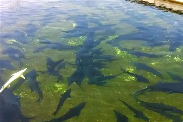 鲟鱼吃什么食物，成年后会捕食鱼虾、蟹类和软体动物