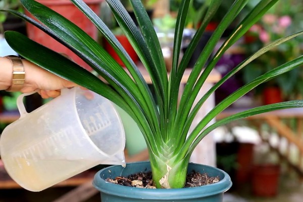 君子兰烂根如何解决,剪除烂根换土重栽