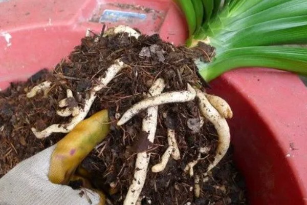 君子兰烂根如何解决,剪除烂根换土重栽