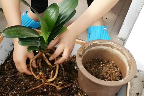 君子兰烂根如何解决,剪除烂根换土重栽